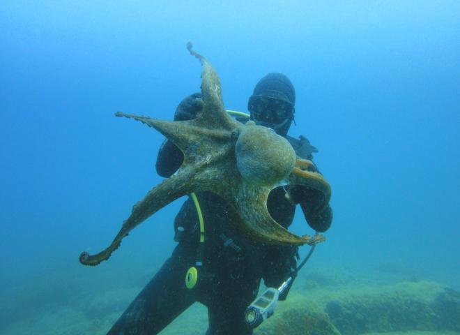 birgmajer sub, ronilački centar podgora, diving podgora